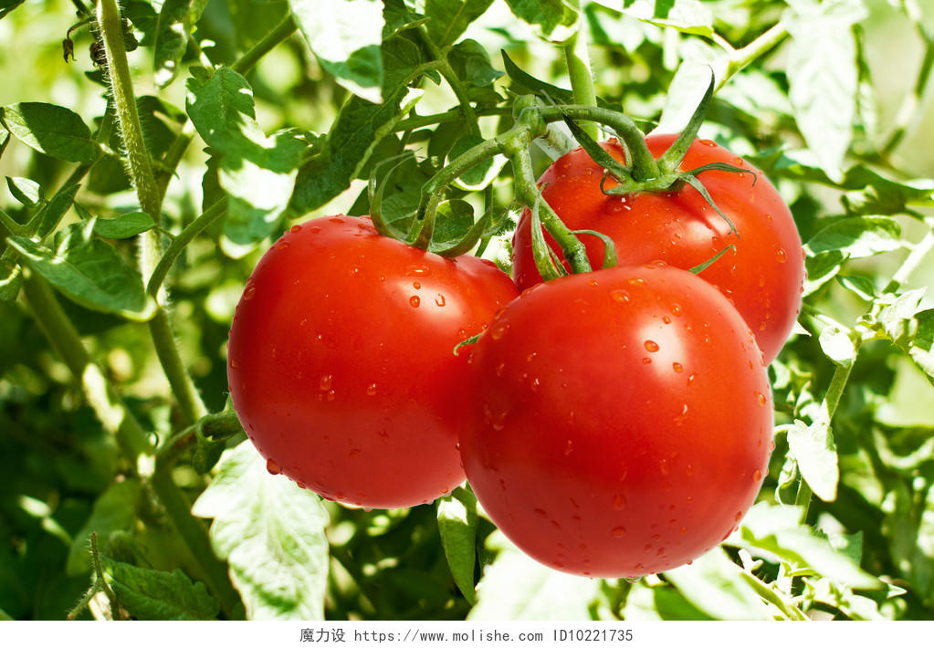 新鲜蔬菜挂在秧子上的西红柿番茄